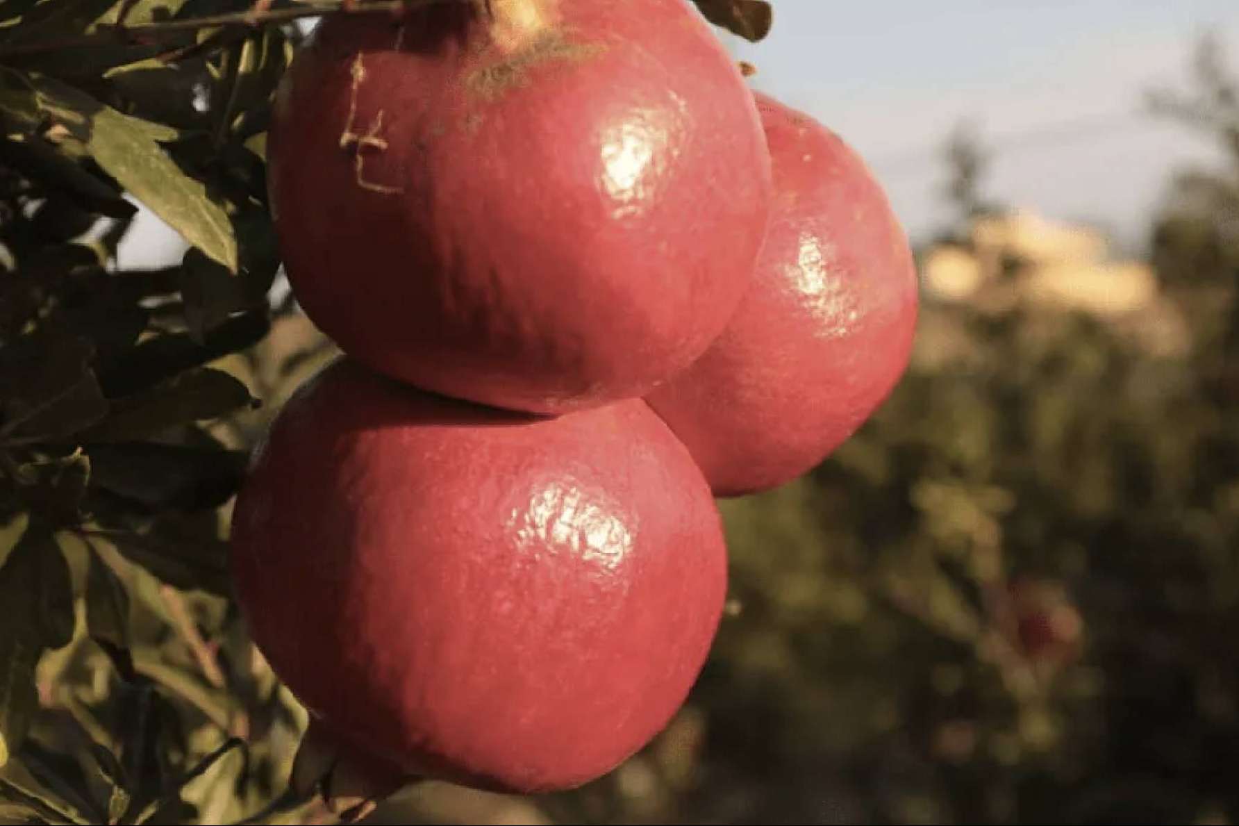 Granalma pone a disposición granadas ecológicas y biodinámicas online