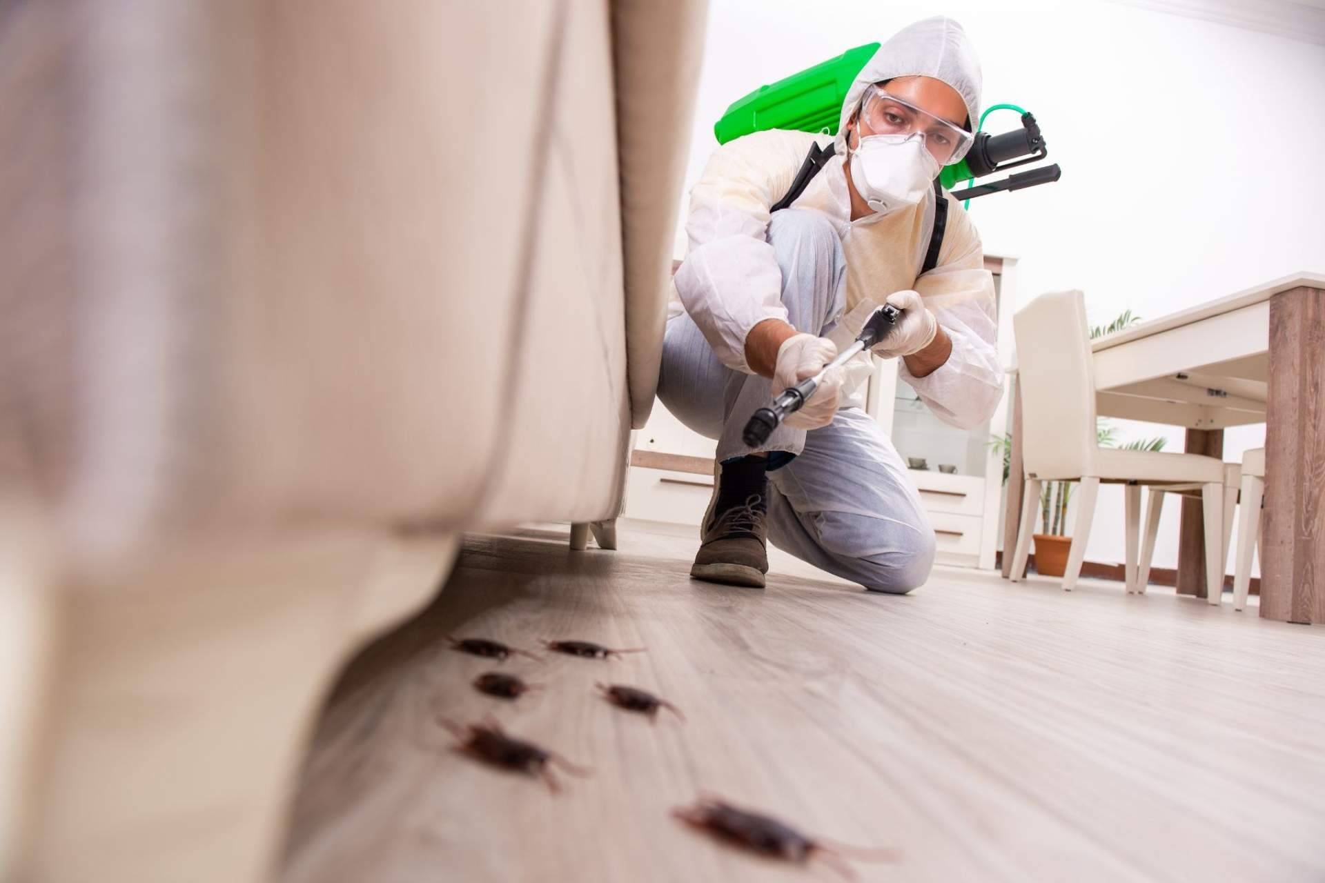 Los expertos en control de plagas, fumigaciones y desinfecciones de todo tipo de Quipons