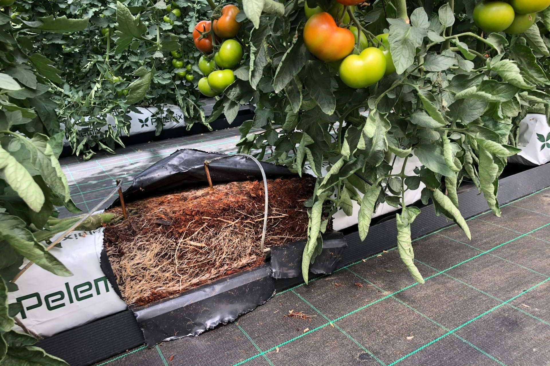 La revolución sostenible. Las bolsas de cultivo de Fibra de Coco de Pelemix