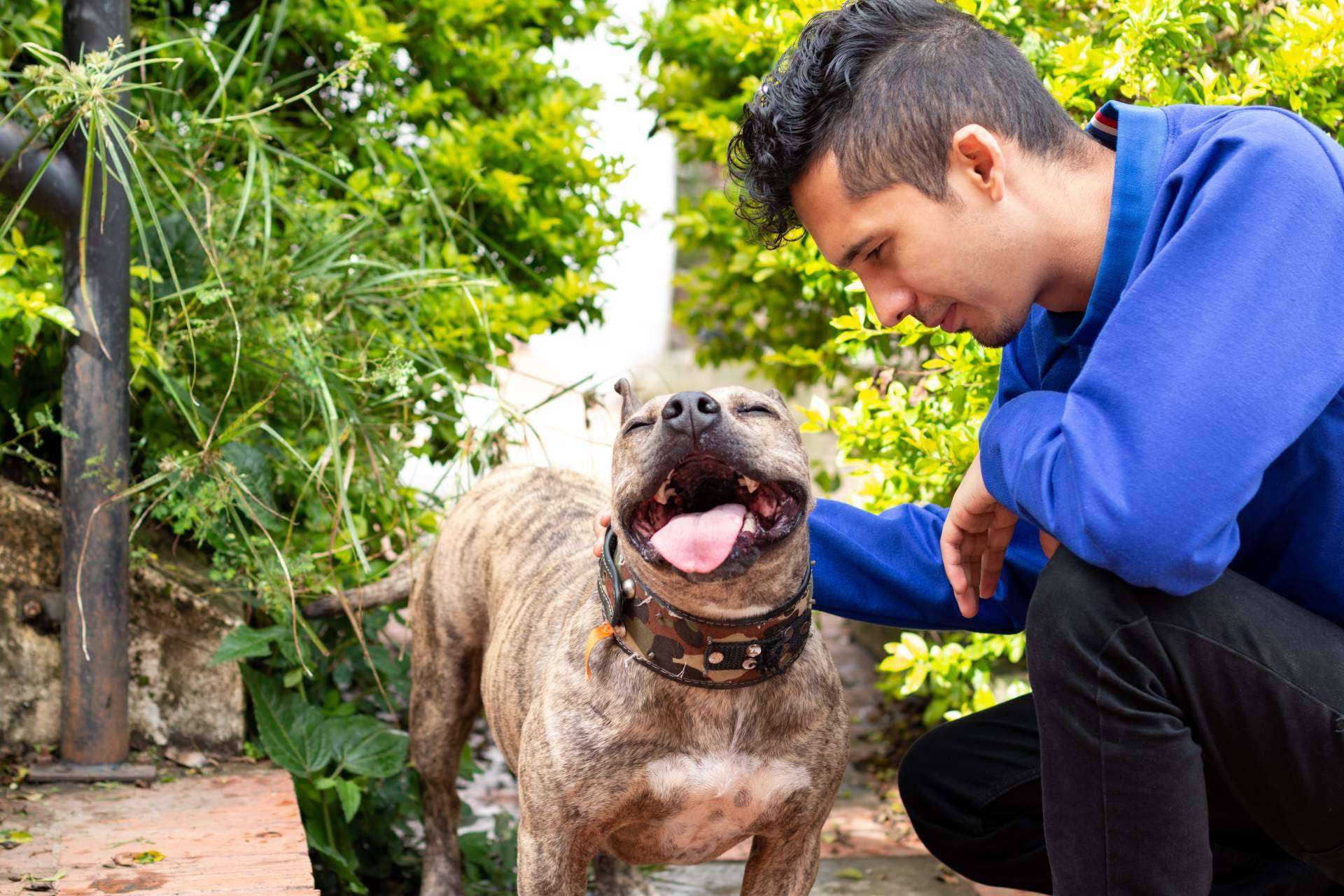 Mascotas Adopción, el proyecto que buscan un hogar para las mascotas en adopción