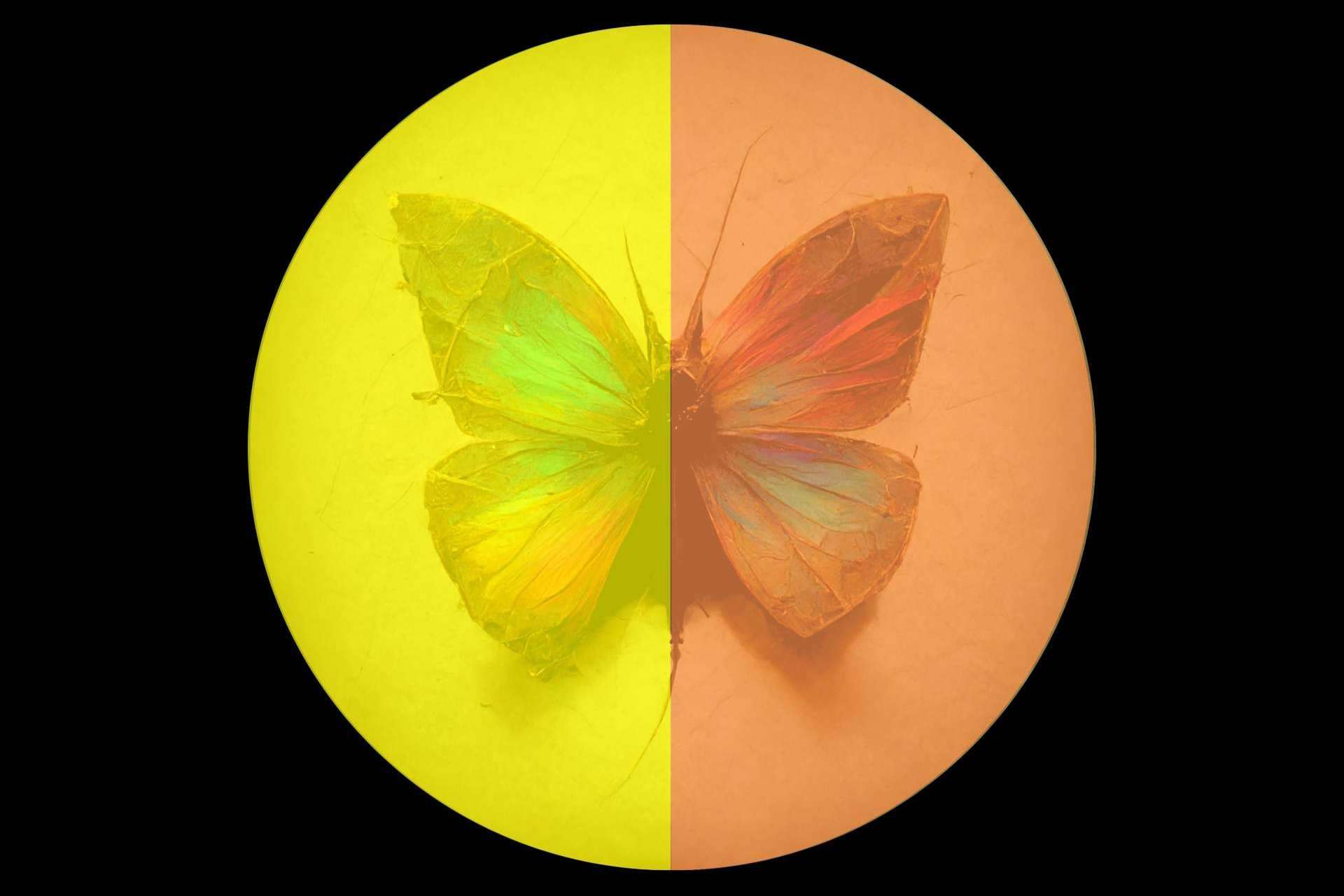 La colección 'Color Transformation Collection' del artista Antonio Sánchez