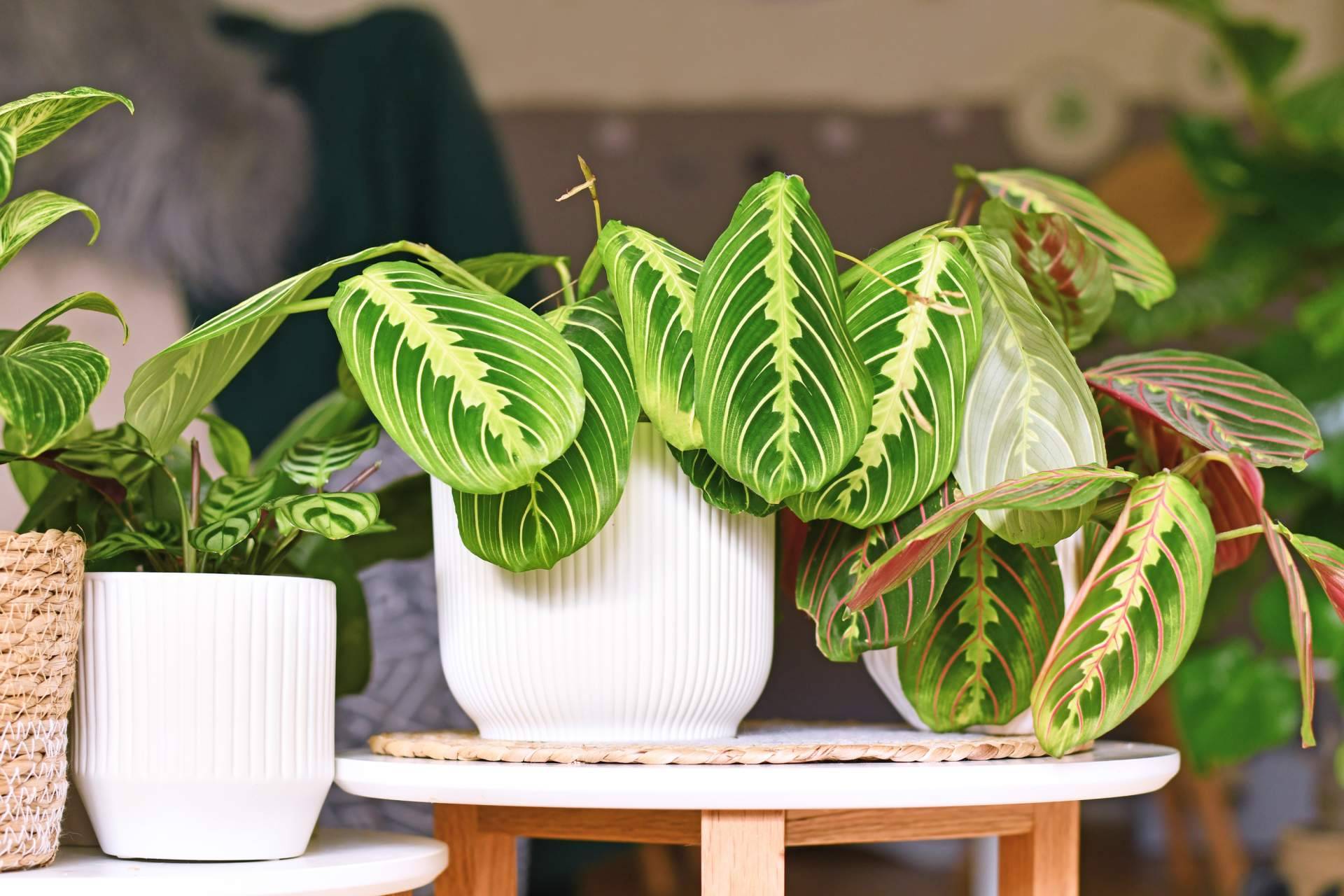 Todo sobre plantas y jardinería en los viveros de Sagunto, de la mano de Trébol Garden