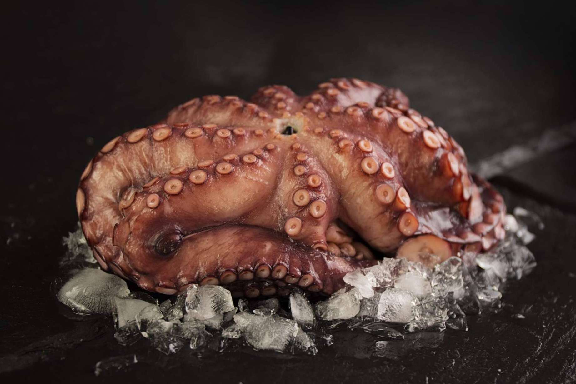 Beneficios del pescado fresco para la salud y la gastronomía