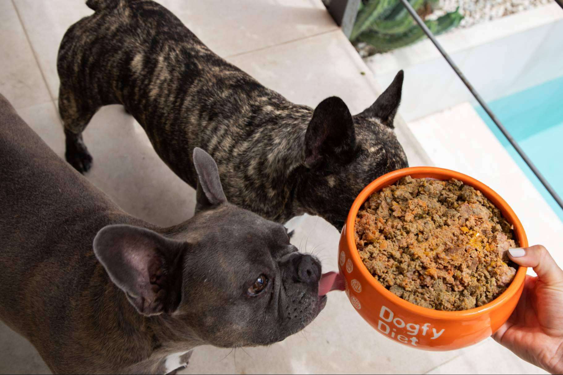 Comida natural para perros; La clave de una dieta equilibrada con Dogfy Diet