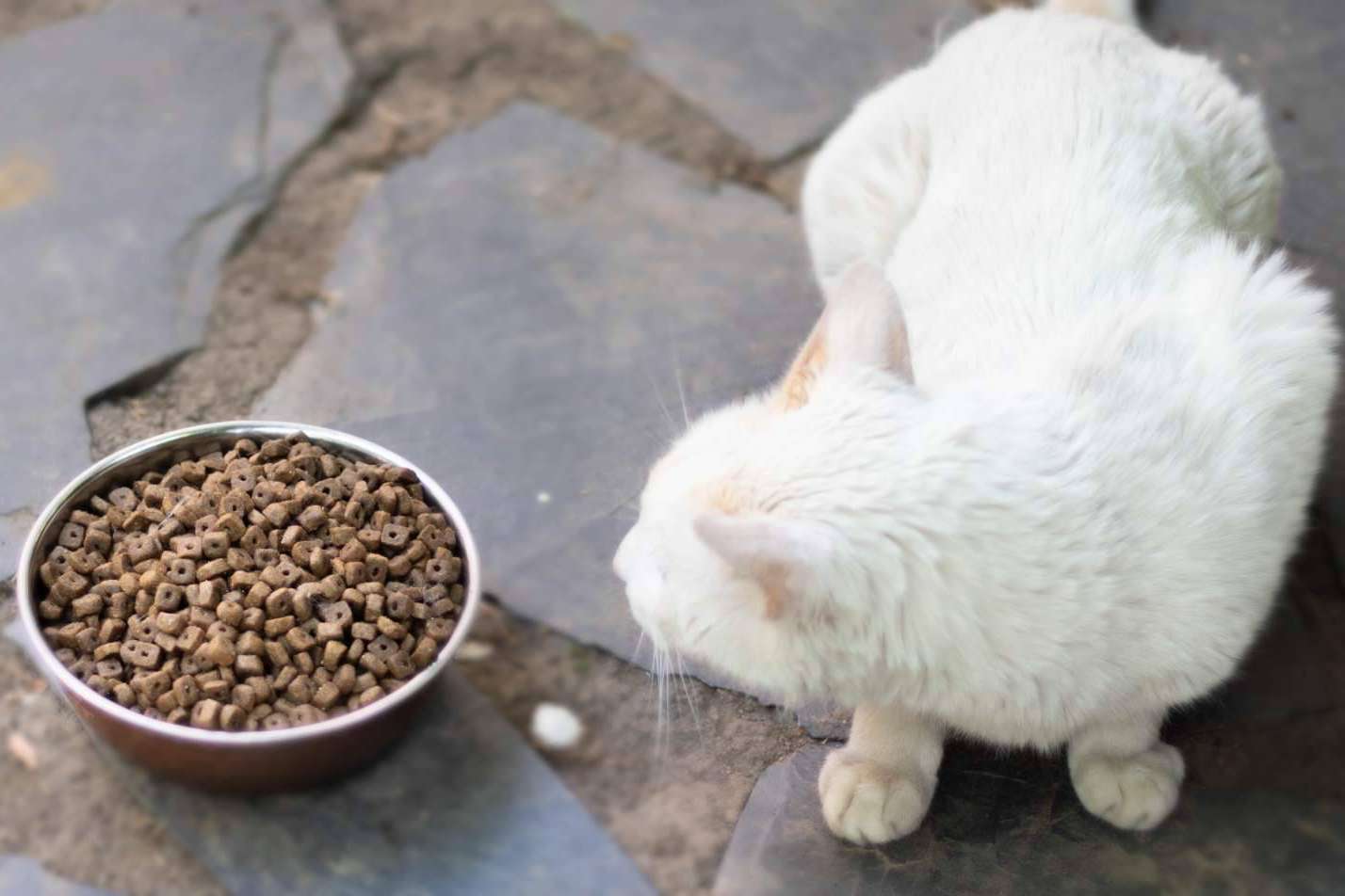 Pienso Solidario Feral, un alimento de Ka Salud Integral que nació para proteger a los gatos ferales