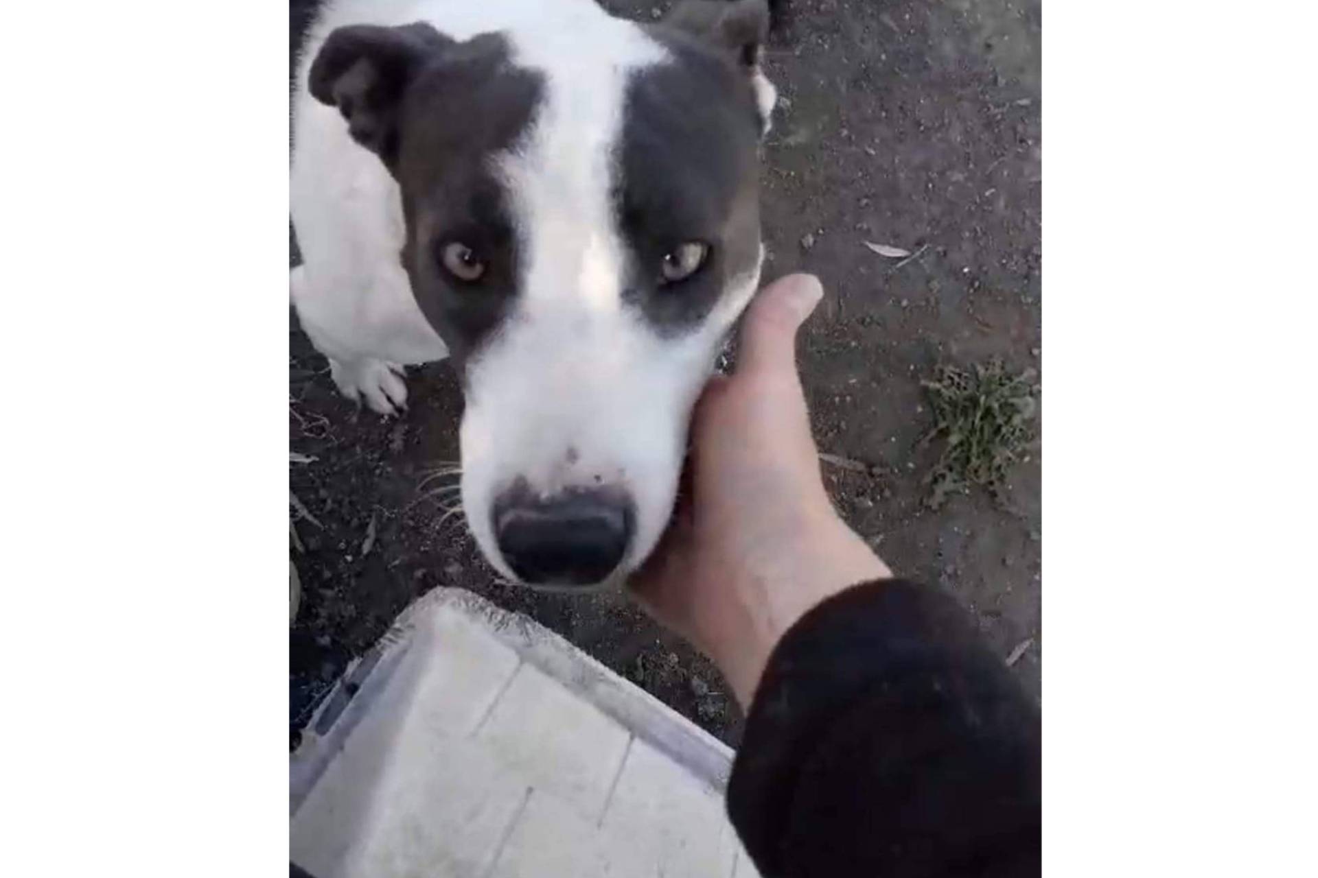 Protección animal con propósito, la misión de SOS Salvando Vidas España