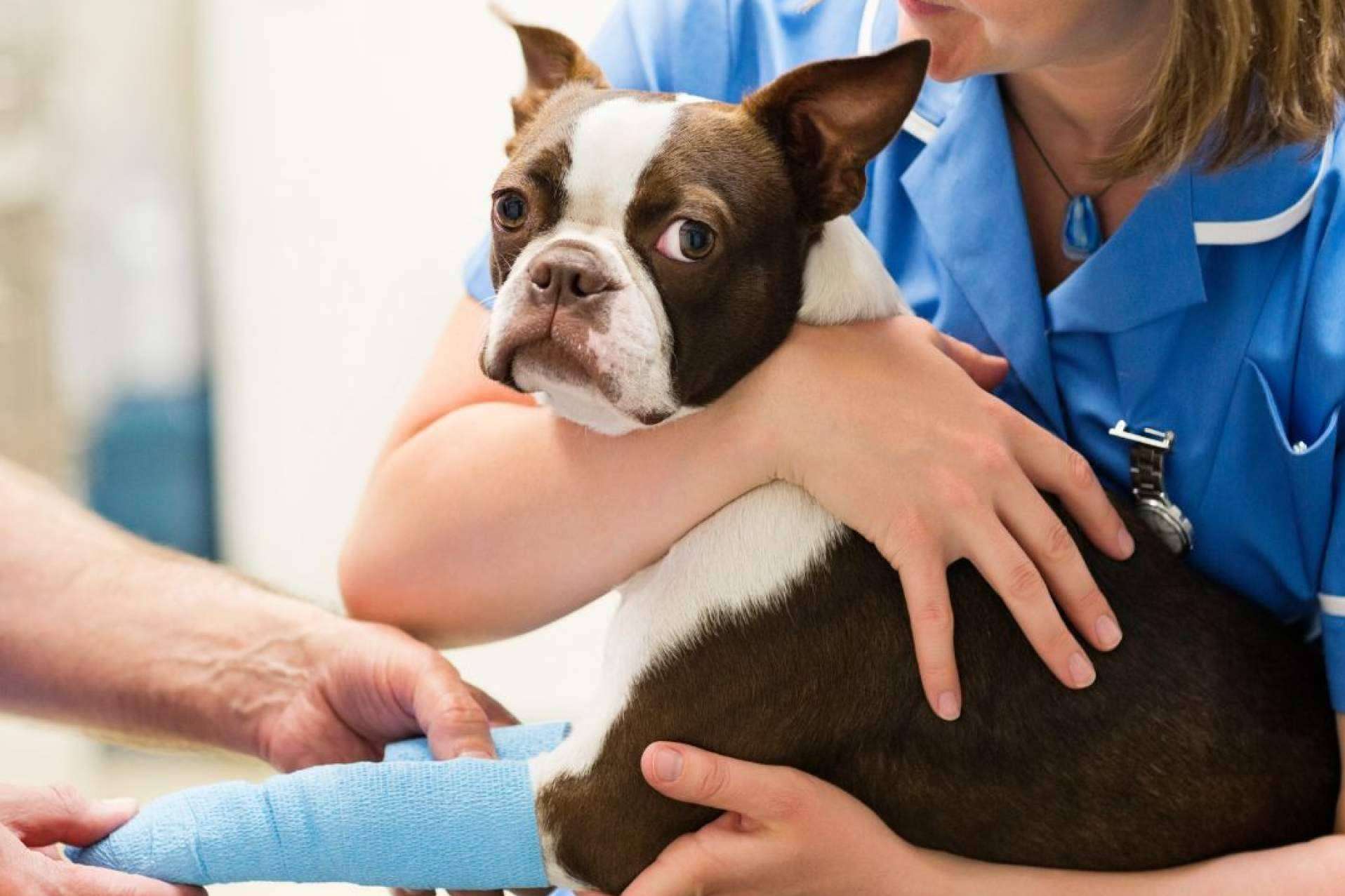 Regalar cursos de veterinaria con Vetformación, el detalle especial en estas fiestas