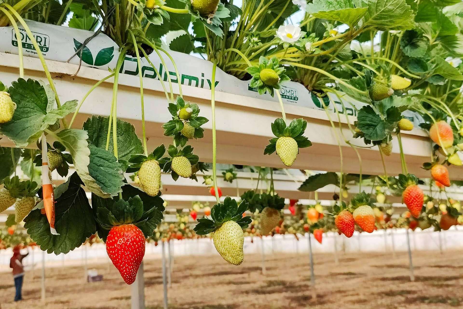 Retos para la agricultura en 2025; soluciones sostenibles para un futuro más eficiente
