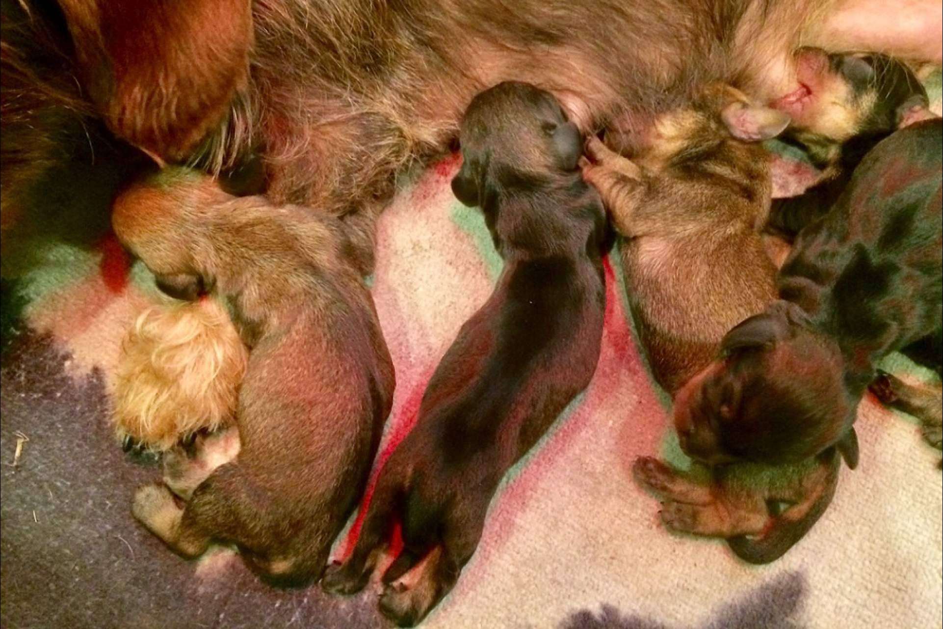 Los secretos detrás del cuidado de los cachorros de Teckel