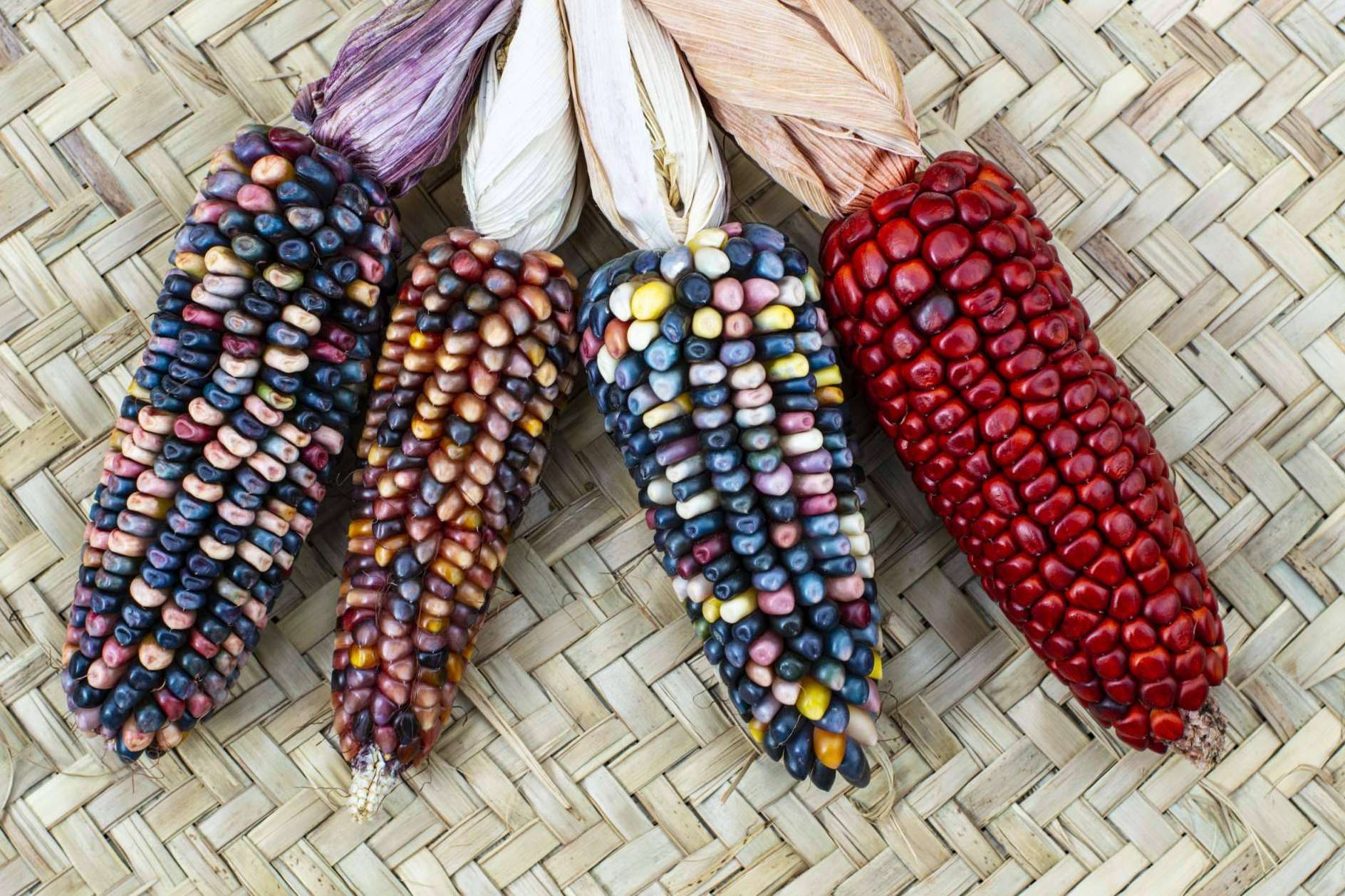 Malena Díaz y Maíz Maya impulsan La Ruta del Maíz 2025, una experiencia que conecta tradición y creatividad