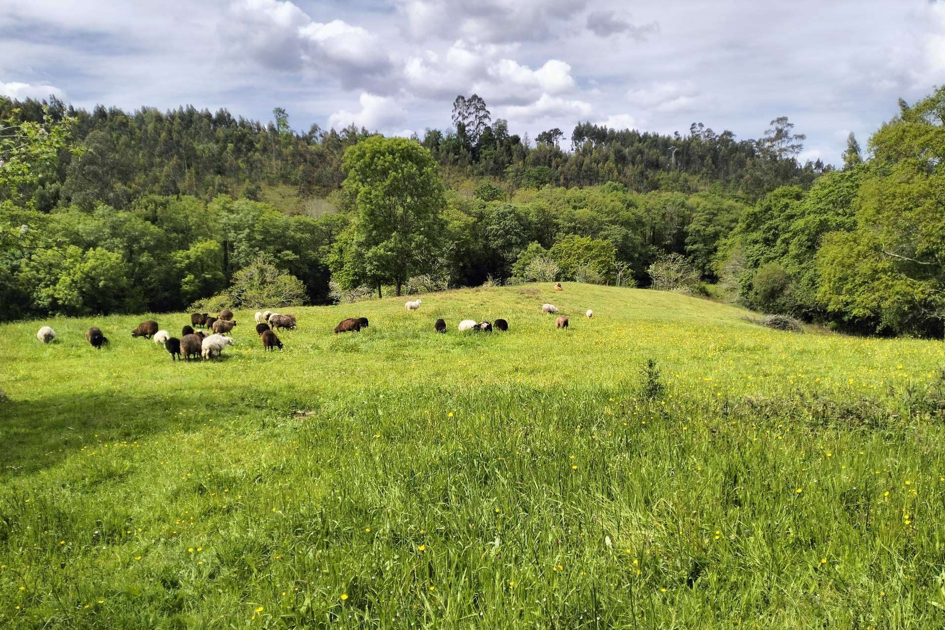 Ecomuséu Ca l’Asturcón; 25 años preservando la cultura y el paisaje asturiano