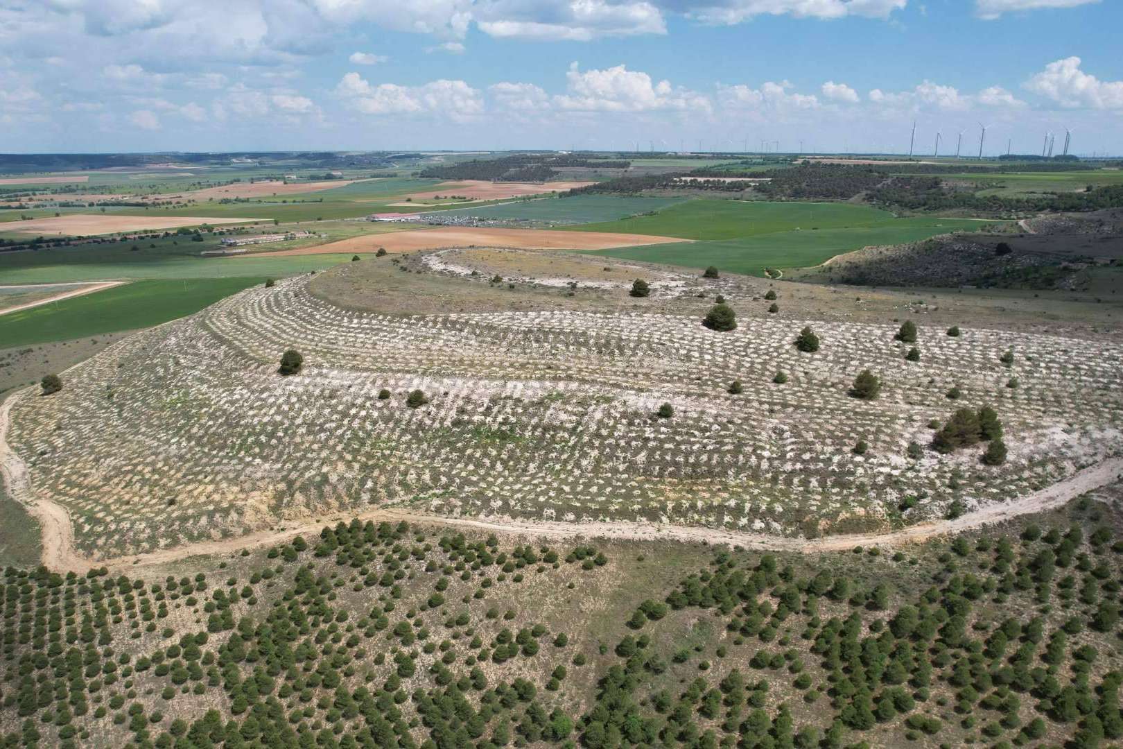 Reforestación corporativa en España; CO2 GESTIÓN supera los 3 millones de árboles plantados