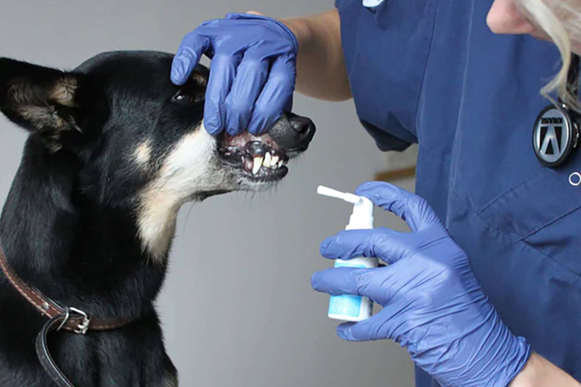 Kalzyme, el spray enzimático que revoluciona la salud bucodental de los perros