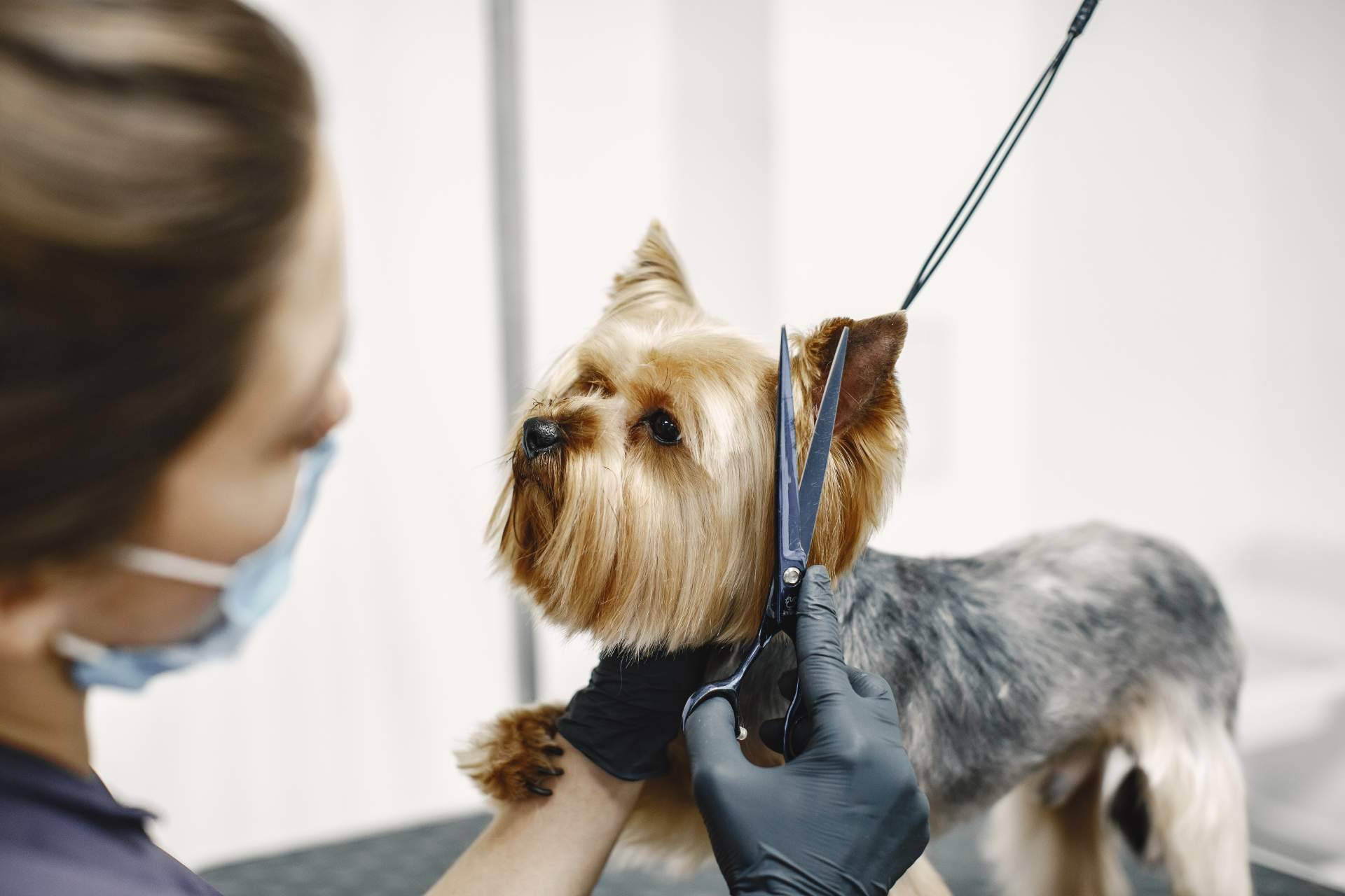 Peluquería y estética canina, una salida profesional en auge con formación práctica en ISED