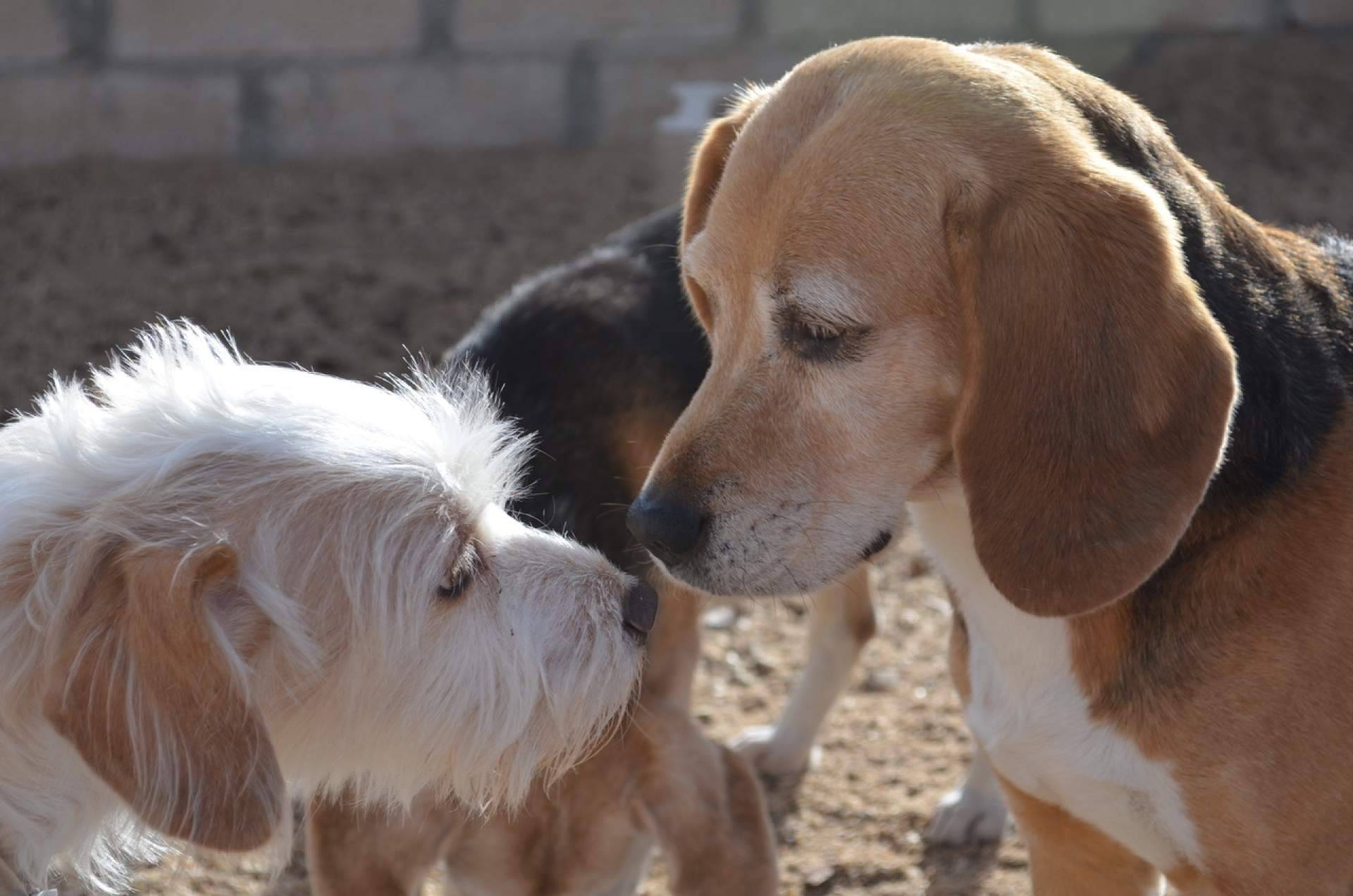 Las claves para encontrar la mejor residencia para mascotas en Madrid