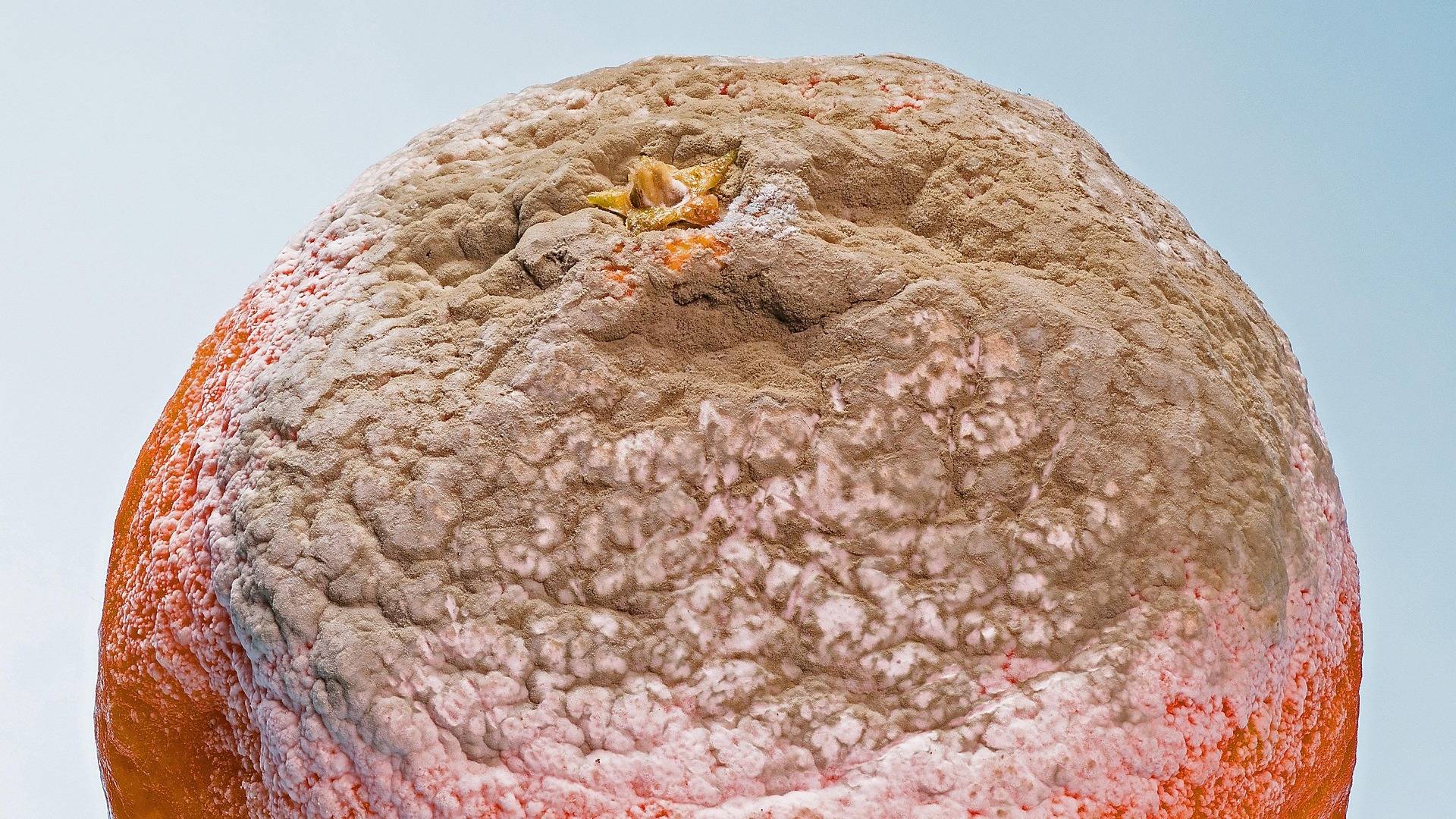 Moho en la comida; quitar 'lo verde' no siempre basta