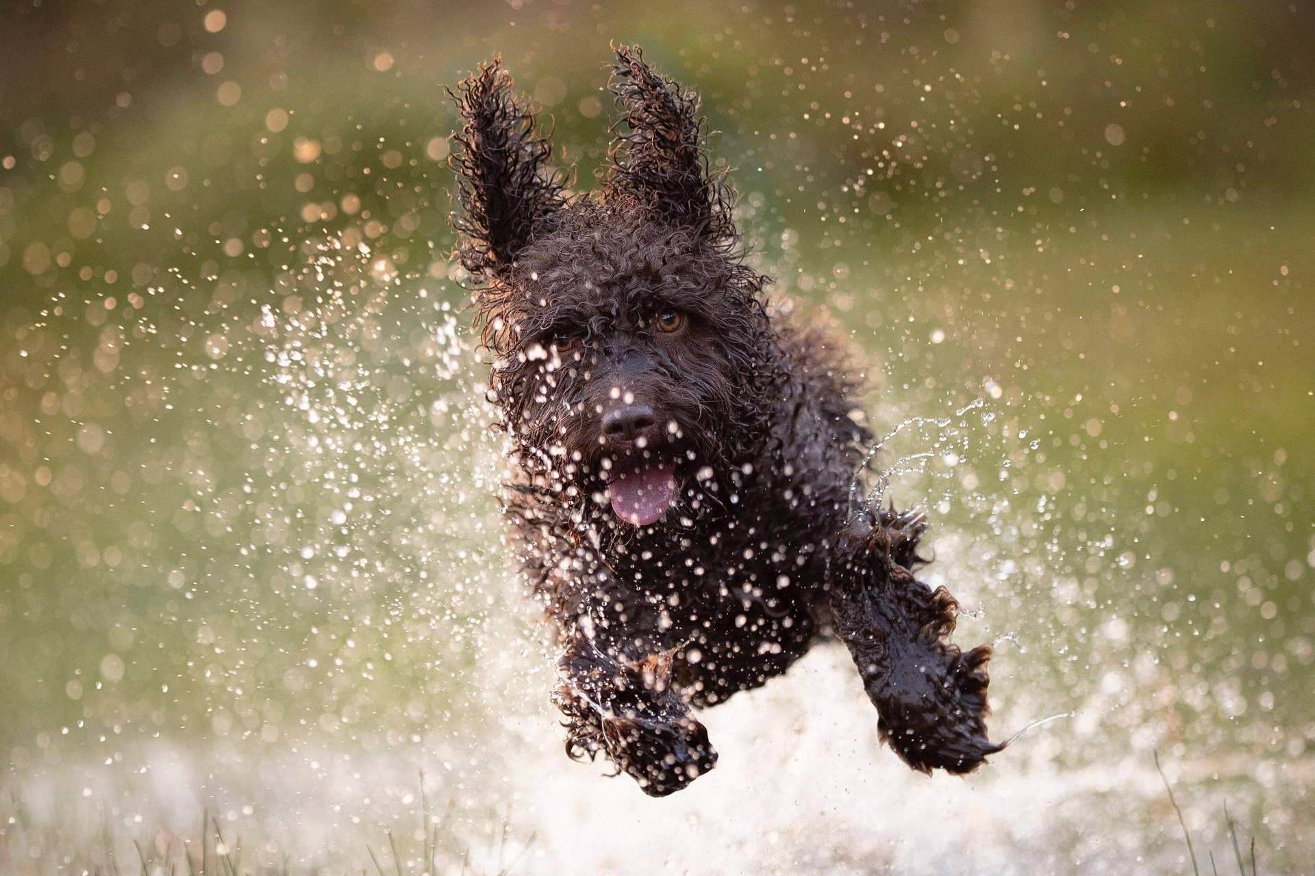Livopets, la marca de probióticos para perros que apuesta por la ciencia sin humo
